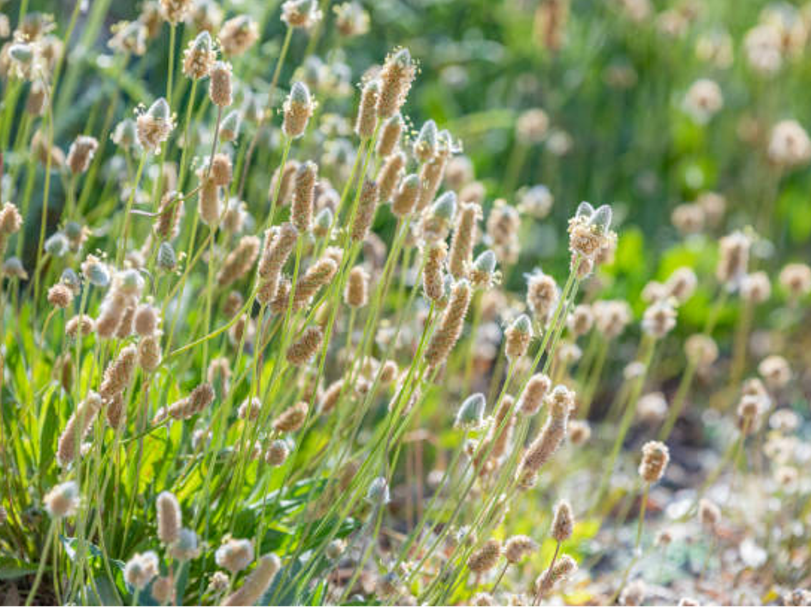 Flohsamen – Plantago ovata