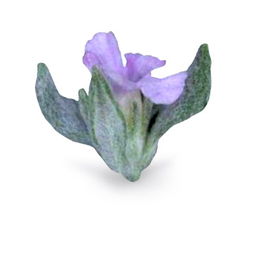 Flor de Arena – Tiquilia paronychioides