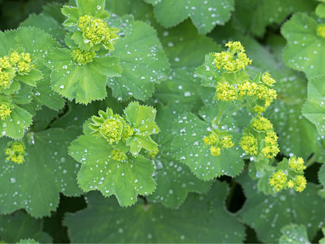 Frauenmantel – Alchemilla vulgaris