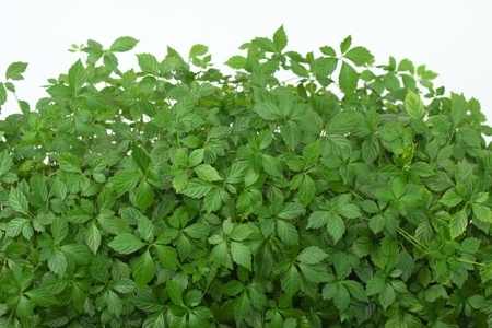 Fünfblättriger Ginseng – Jiaogulan