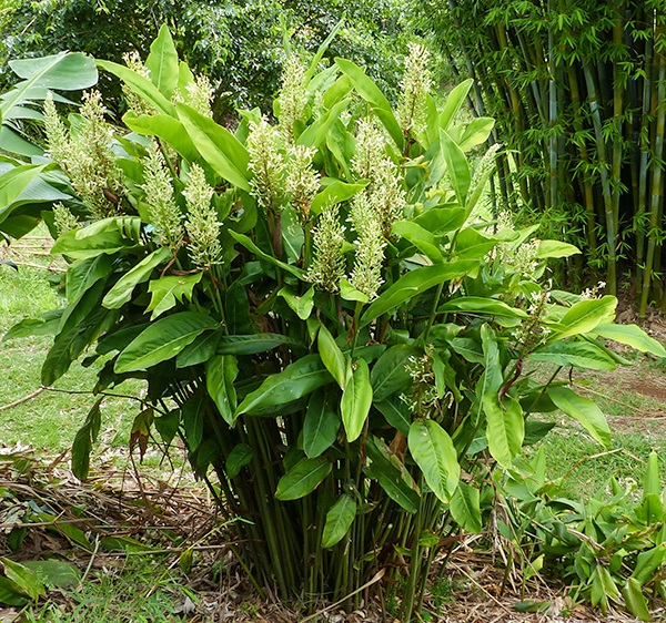 Galgant – Alpinia officinarum