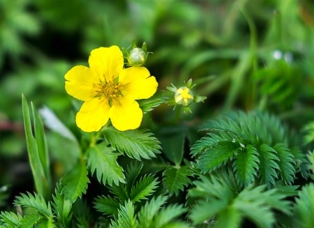 Gänsefingerkraut – Potentilla anserina