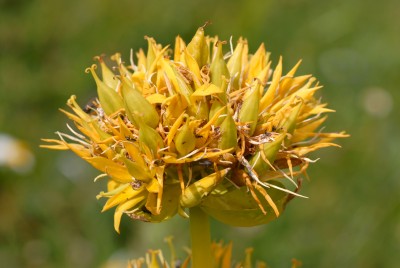 Gelber Enzian – Gentiana lutea