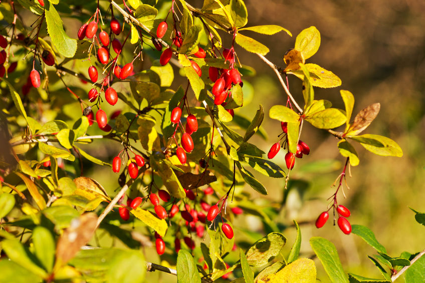Gemeine Berberitze – Berberis vulgaris