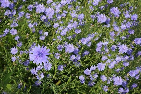 Gemeine Wegwarte – Cichorium intybus
