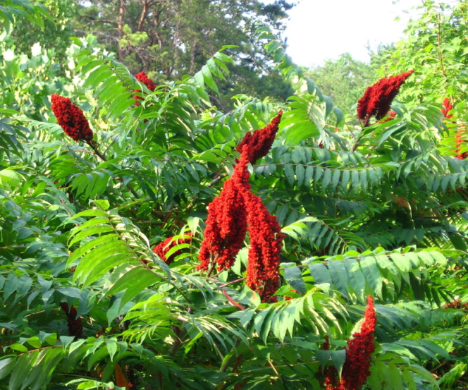 Gerber-Sumach – Rhus coriaria