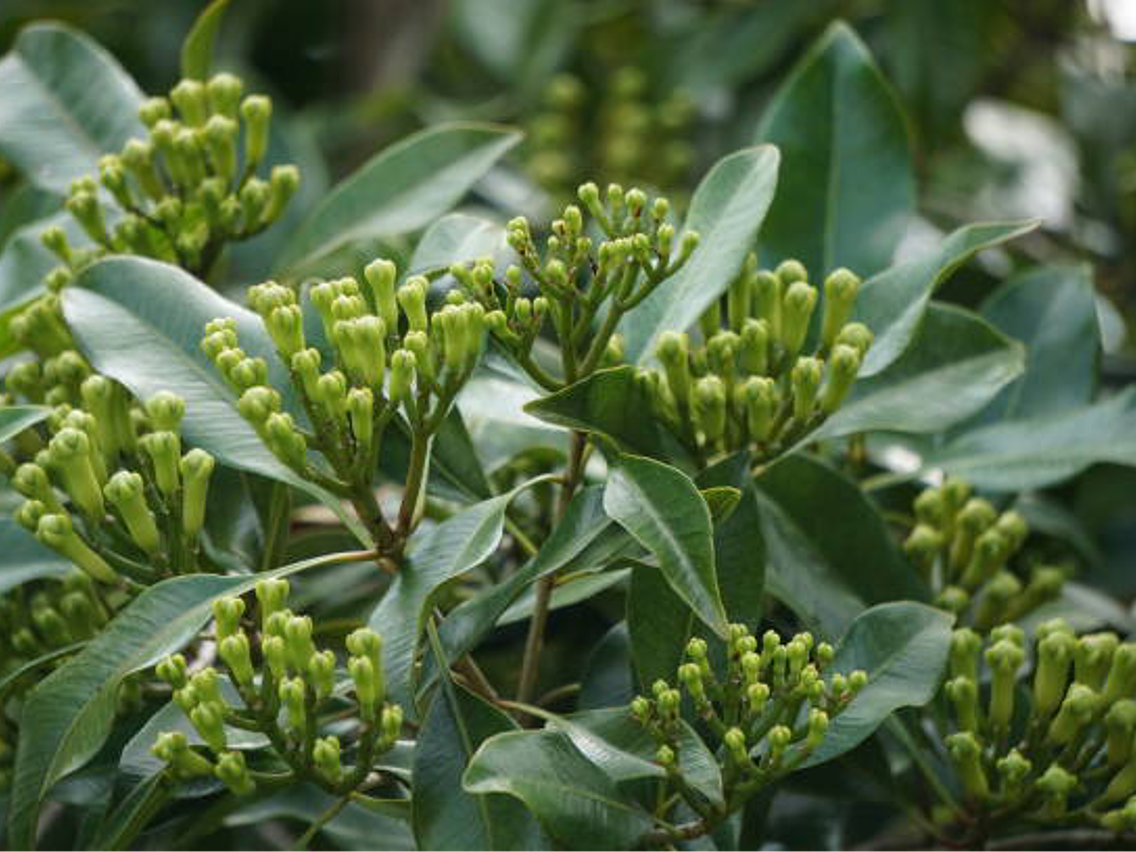 Gewürznelkenbaum – Syzygium aromaticum