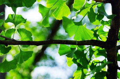 Ginkgo biloba – Ginkgo