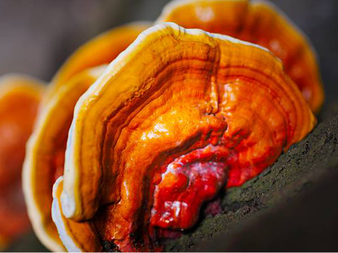 Glänzender Lackporling – Ganoderma lucidum