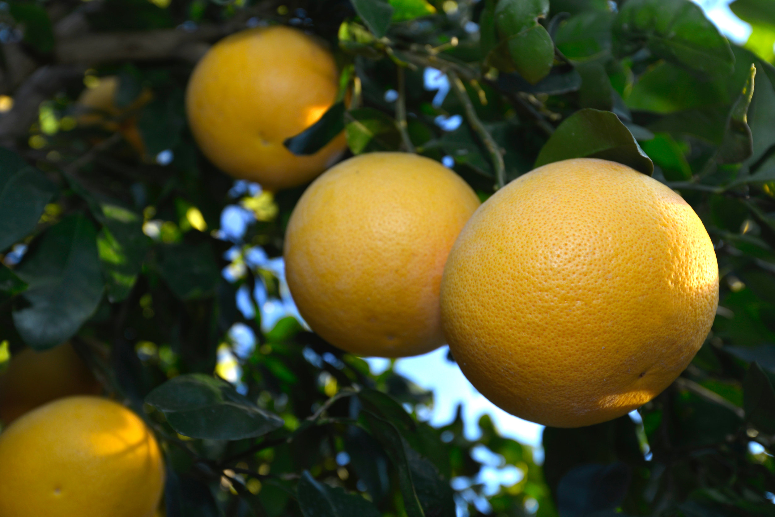 Grapefruit – Citrus paradisi