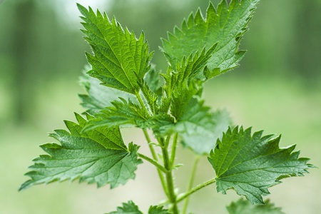 Große Brennnessel – Urtica dioica