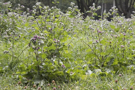 Große Klette – Arctium lappa