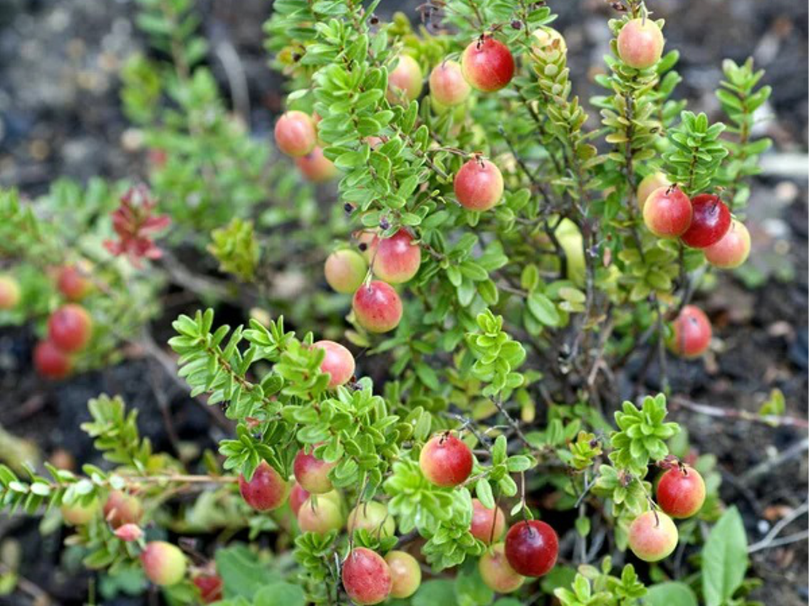 Großfrüchtige Moosbeere – Vaccinium macrocarpon