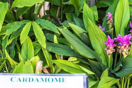 Grüner Kardamom – Elettaria cardamomum