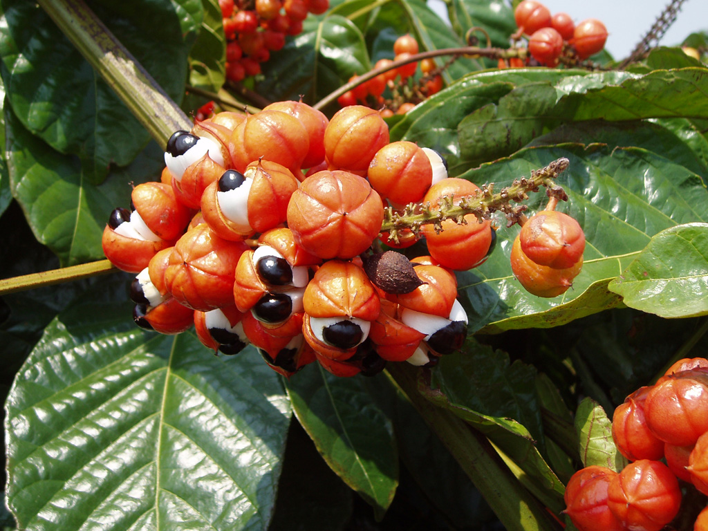 Guarana – Paullinia cupana
