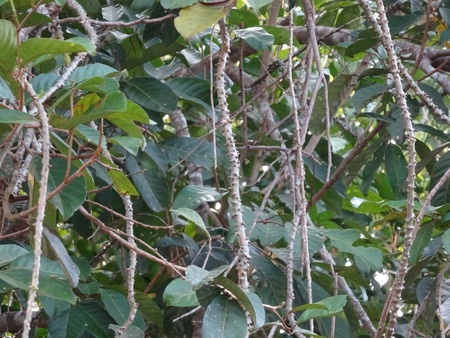 Guduchi – Herzblättrige Mondsame (Tinospora cord