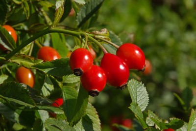 Hagebutte – Rosa canina