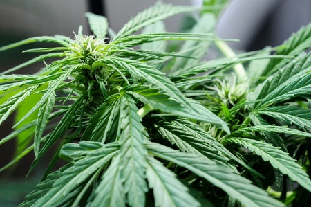Hanf – Cannabis sativa