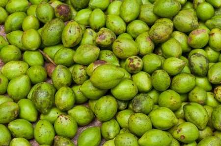 Haritaki – Terminalia chebula