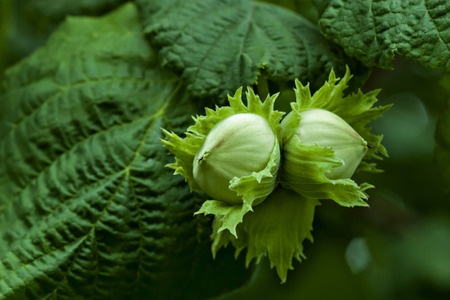 Haselnusskerne – Corylus avellana