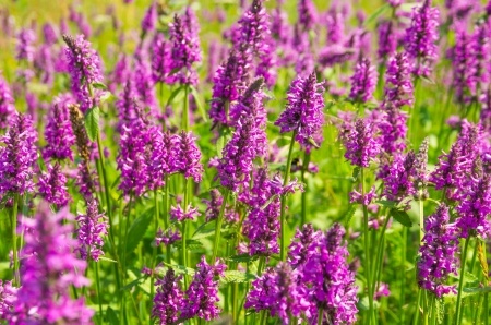 Heilziest – Betonica officinalis