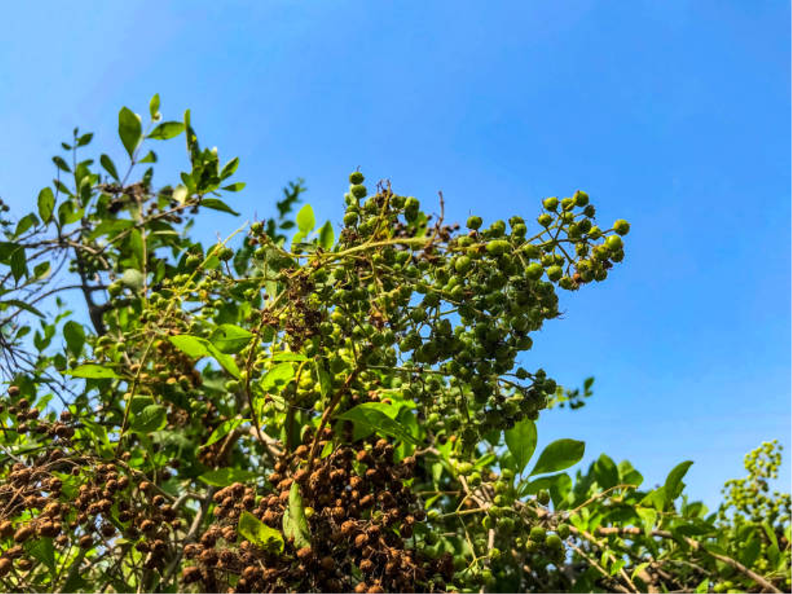 Henna-Strauch – Lawsonia inermis