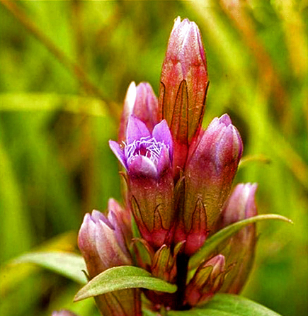 Hercampuri – Gentianella alborosea