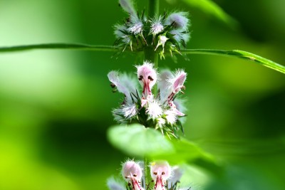Herzgespann – Leonurus cardiaca