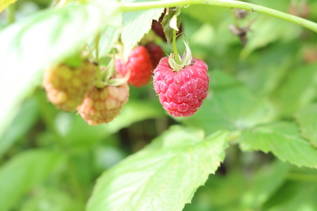 Himbeere – Rubus idaeus
