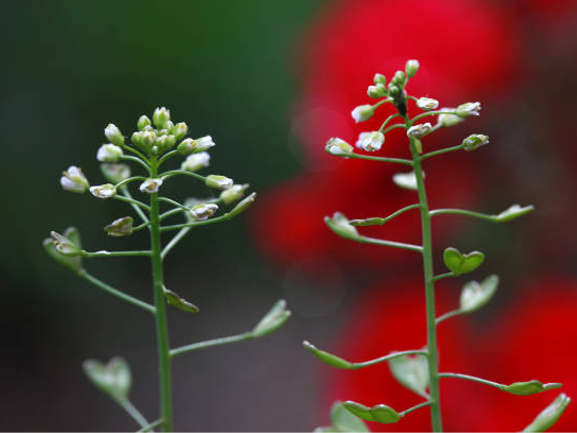 Hirtentäschel – Capsella burs-pastoris