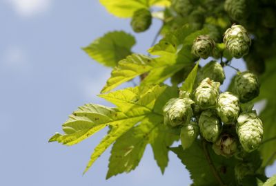 Hopfen – Humulus lupulus