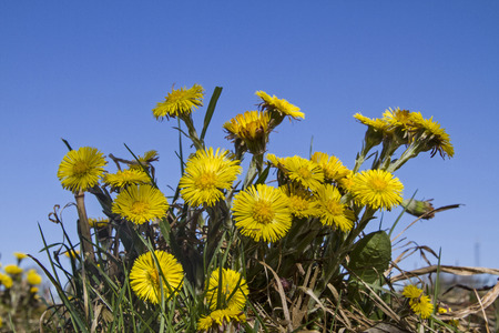 Huflattich – Tussilago farfara