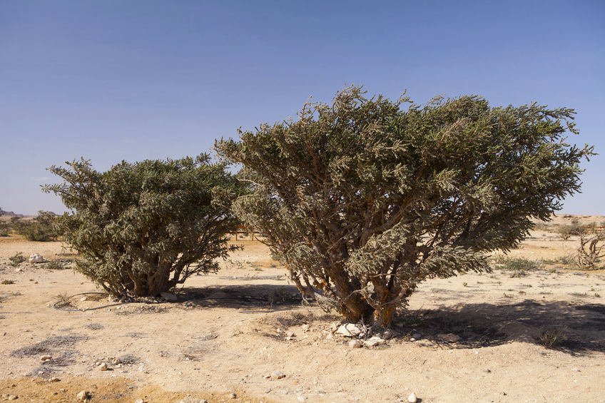 Indischer Weihrauch – Boswellia serrata