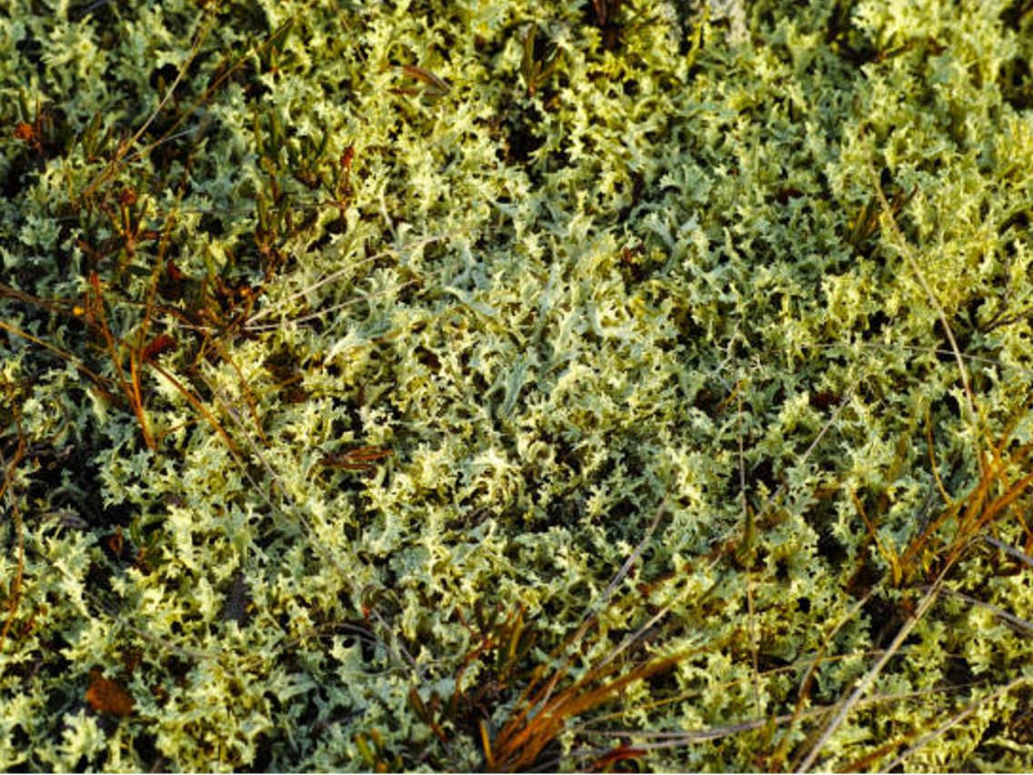 Isländisches Moos – Cetraria islandica