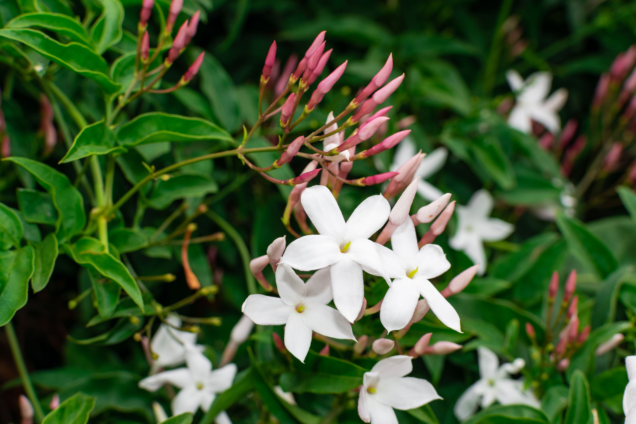 Jasmin – Jasminum officinale