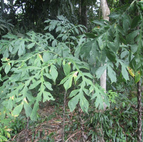 Jergón Sacha – Dracontium spruceanum