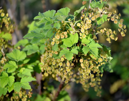 Johannisbeere – Ribes