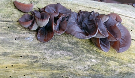 Judasohr – Auricularia auricula-judae
