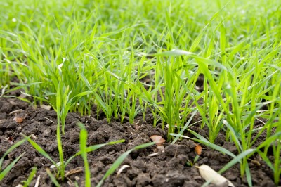 Junger Gerstengras – Hordeum vulgare