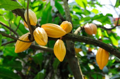 Kakaobohnen – Theobroma cacao