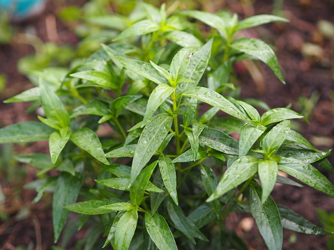 Kalmegh – Andrographis paniculata