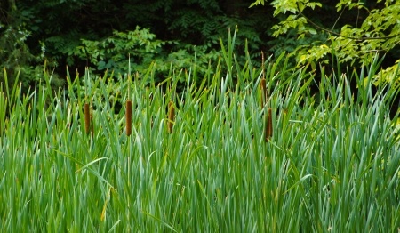 Kalmus – Acorus calamus