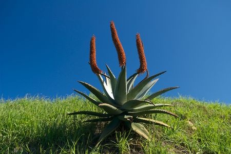 Kap-Aloe – Aloe capensis