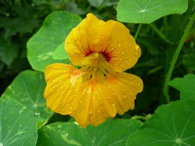 Kapuzinerkresse – Tropaeolum majus