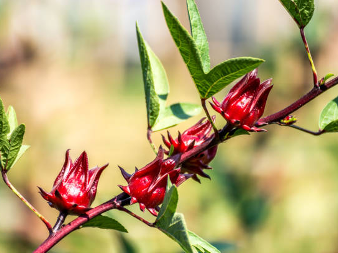 Karkade – Hibiscus sabdariffa