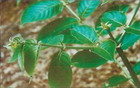Katzenkralle – Uncaria tomentosa