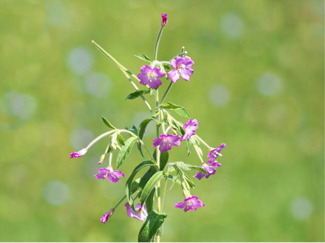 Kleinblütiges Weidenröschen – Epilobium parviflo
