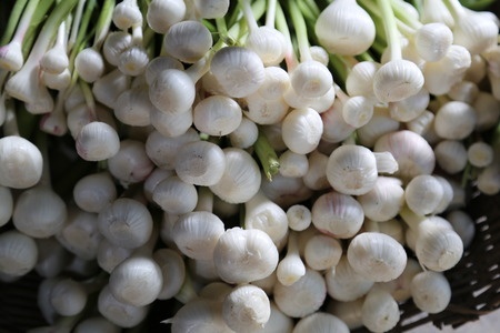 Knoblauch – Allium sativum