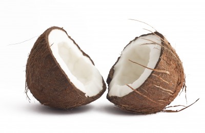Kokospalme – Cocos nucifera