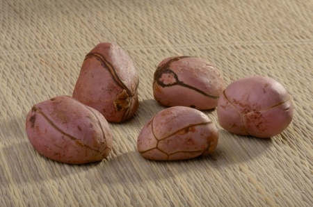 Kolabaum – Cola acuminata